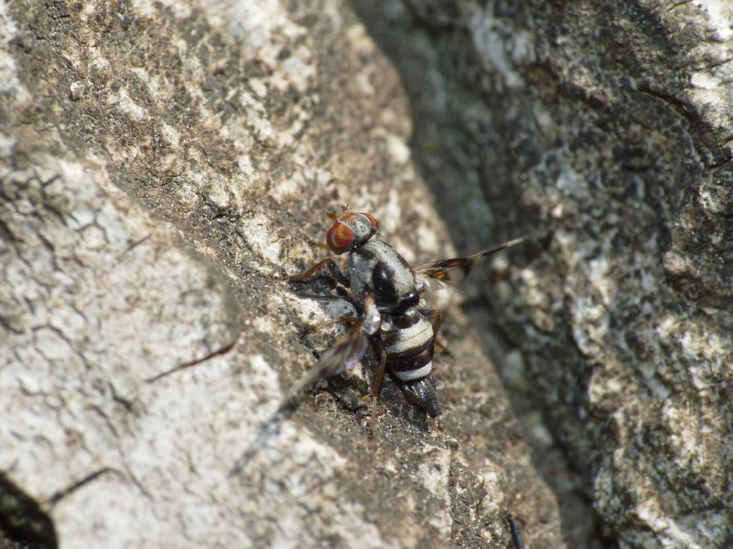 Moschine danzanti: Myennis octopunctata ♀ (Ulidiidae).